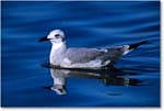 LaughingGull_ChincoNWR_2003Oct_F34 copy
