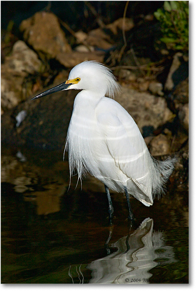 SnowyEgret_ChincoNWR-WLL_2004May_1FFT4132 copy