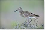 Willet_Assateague_2004May_1FFT4918 copy