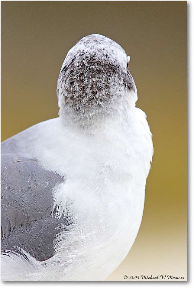 LaughingGull_ChincoNWR_2004Oct_Y2F1131 copy