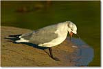 LaughingGull_ChincoNWR_2004Oct1_FFT6205 copy