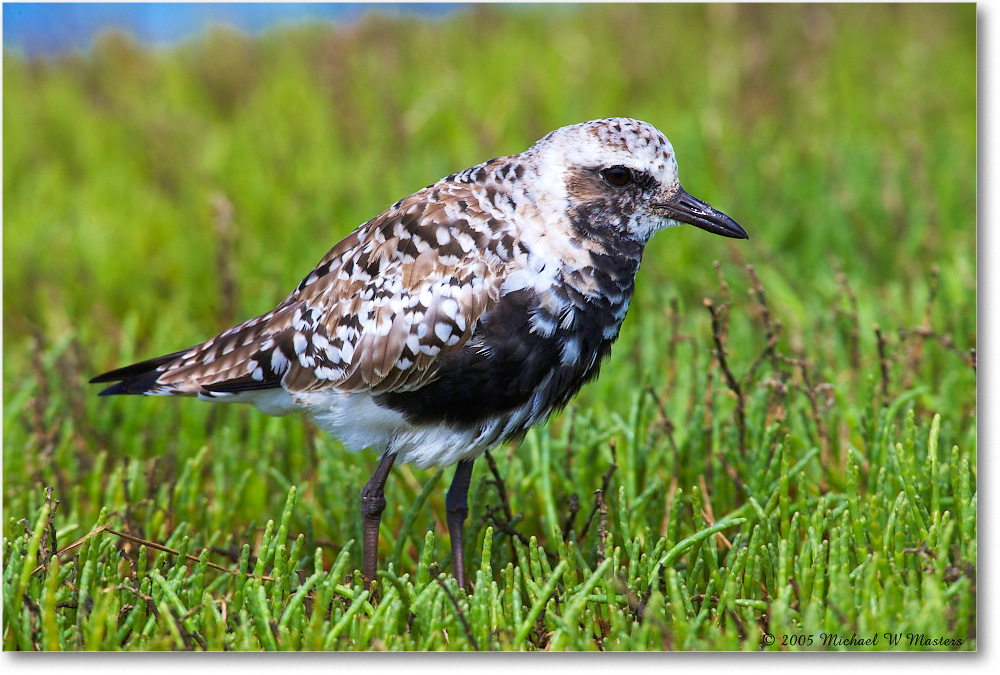 BlackBellyPlover_Assateague_2005May_E0K2887 copy