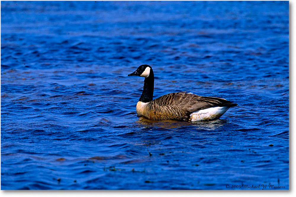 CanadaGoose_ChincoNWR_2005May_F06 copy