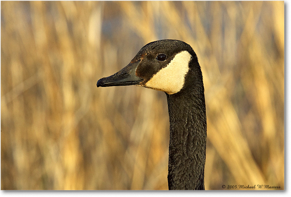 CanadaGoose_ChincoNWR_2005May_Y2F4531 copy