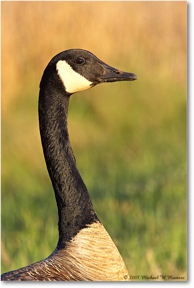 CanadaGoose_ChincoNWR_2005May_Y2F4542 copy