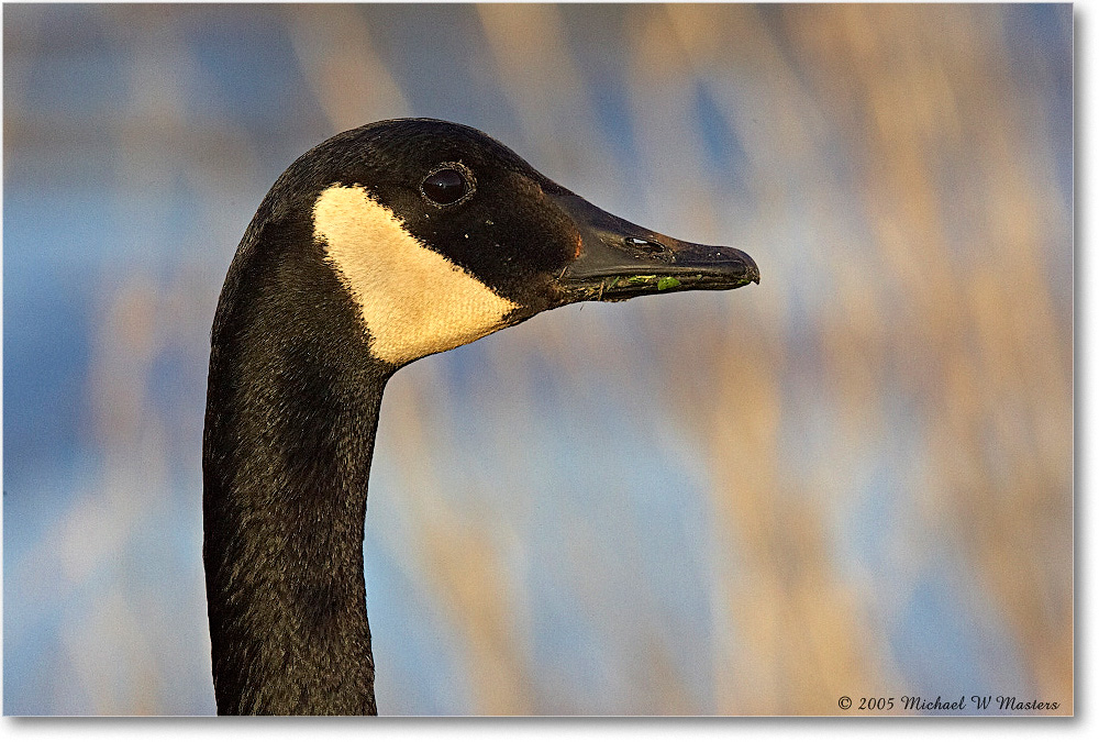 CanadaGoose_ChincoNWR_2005May_Y2F4559 copy