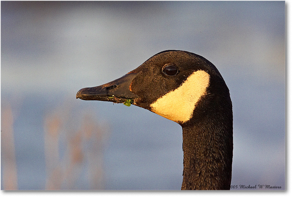 CanadaGoose_ChincoNWR_2005May_Y2F4621 copy