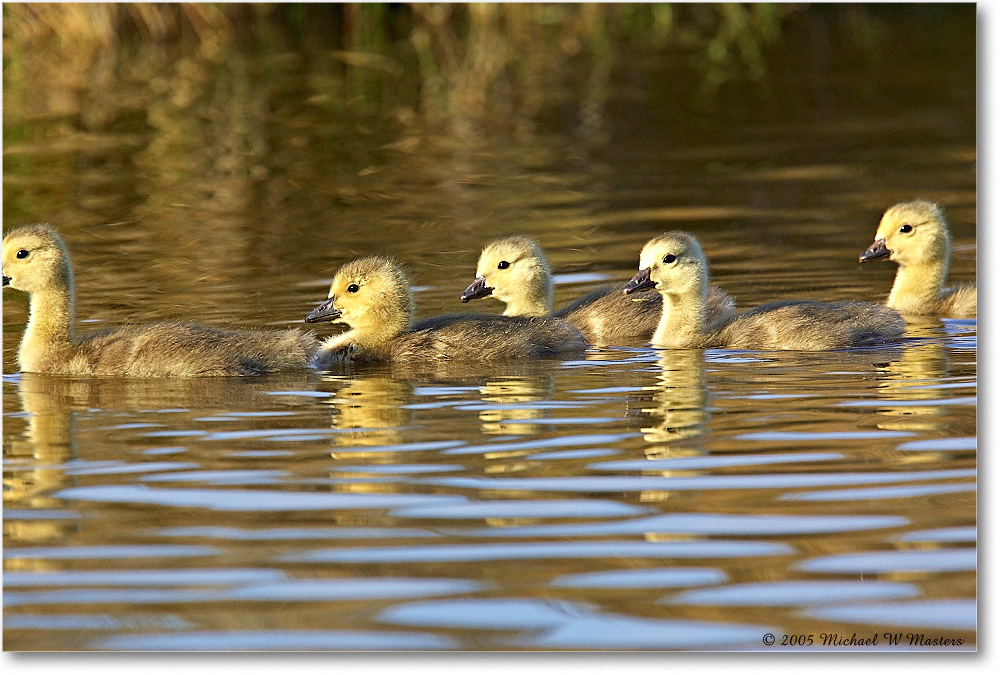 CanadaGooslings_ChincoNWR_2005May_Y2F4246 copy