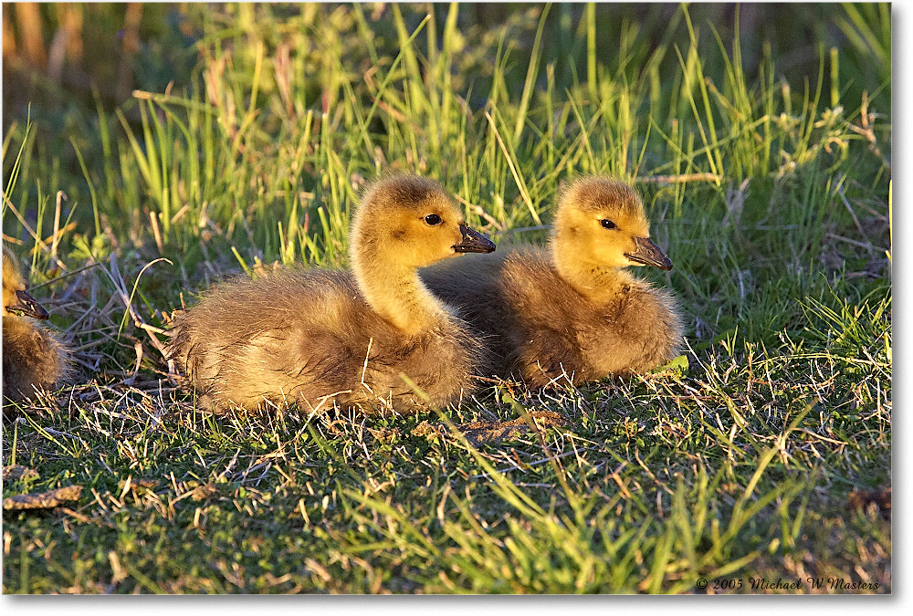 CanadaGooslings_ChincoNWR_2005May_Y2F4575 copy