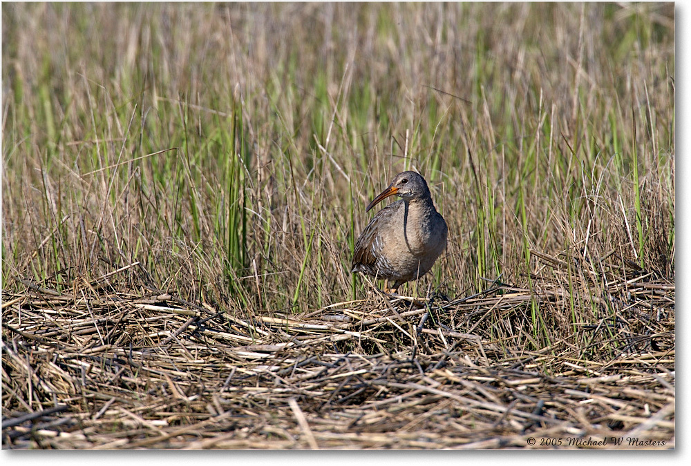 ClapperRail_Assateague_2005May_E0K3595 copy