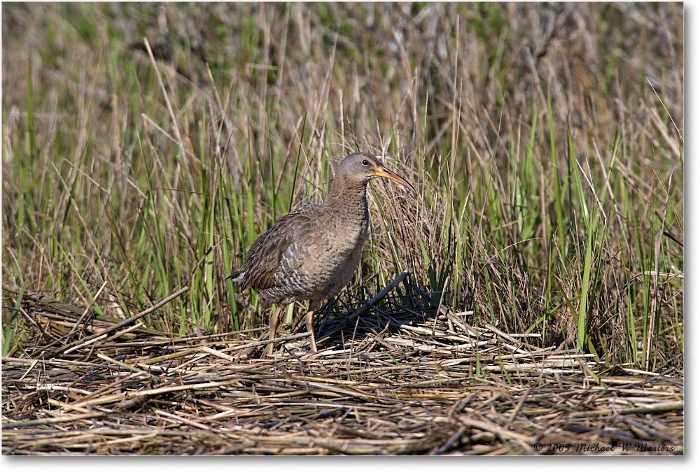 ClapperRail_Assateague_2005May_E0K3600 copy