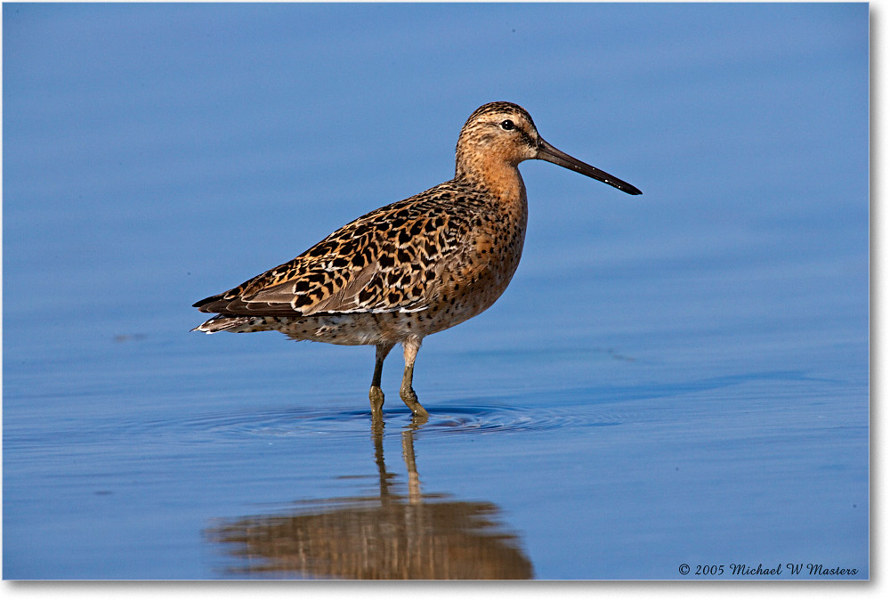 DowitcherShortBill_Assateague-LTC_2005May_E0K3361 copy