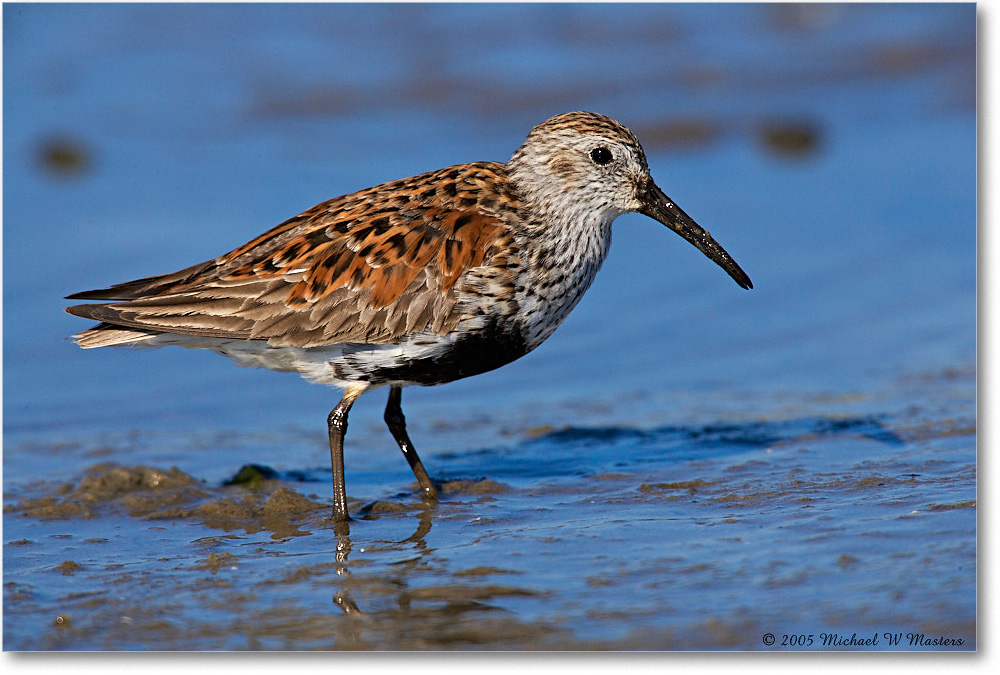 Dunlin_Assateague-LTC_2005May_E0K3380 copy