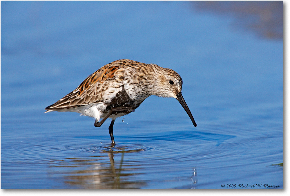 Dunlin_Assateague-LTC_2005May_E0K3389 copy