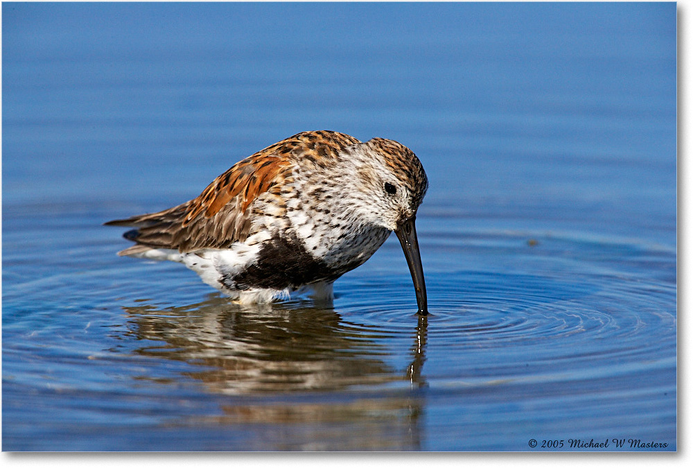 Dunlin_Assateague-LTC_2005May_E0K3416 copy