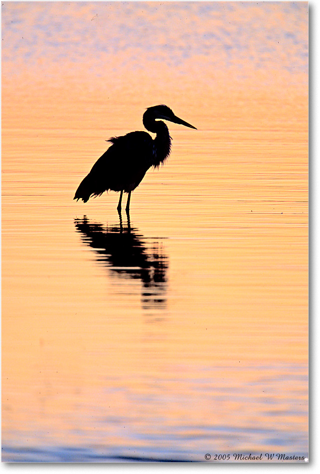 GBHeronSwanCovePreDawn_ChincoNWR_2005May_F21 copy