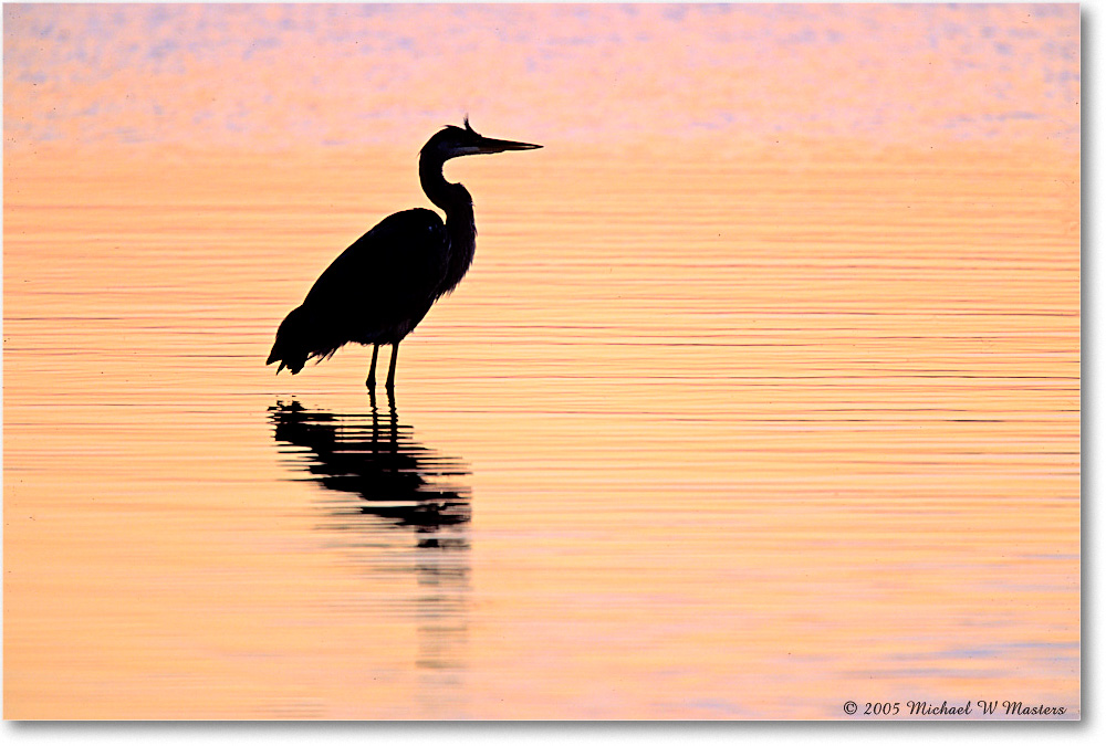 GBHeronSwanCovePreDawn_ChincoNWR_2005May_F26 copy