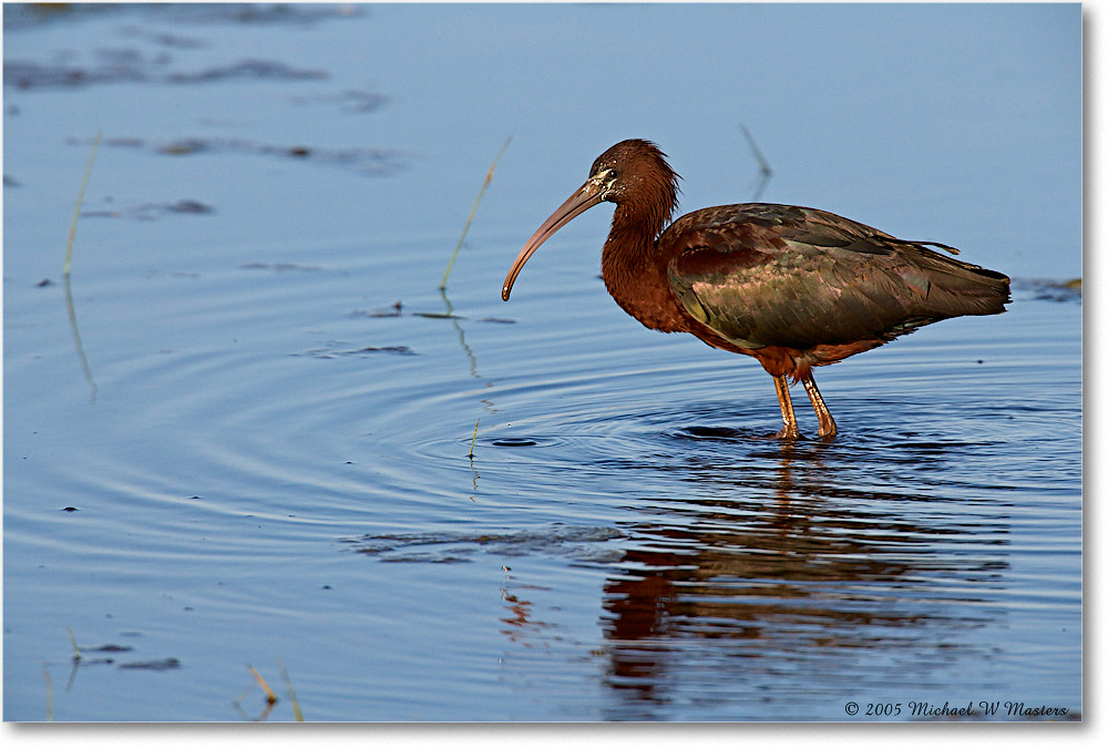 GlossyIbis_ChincoNWR-WLL_2005May_E0K3470 copy