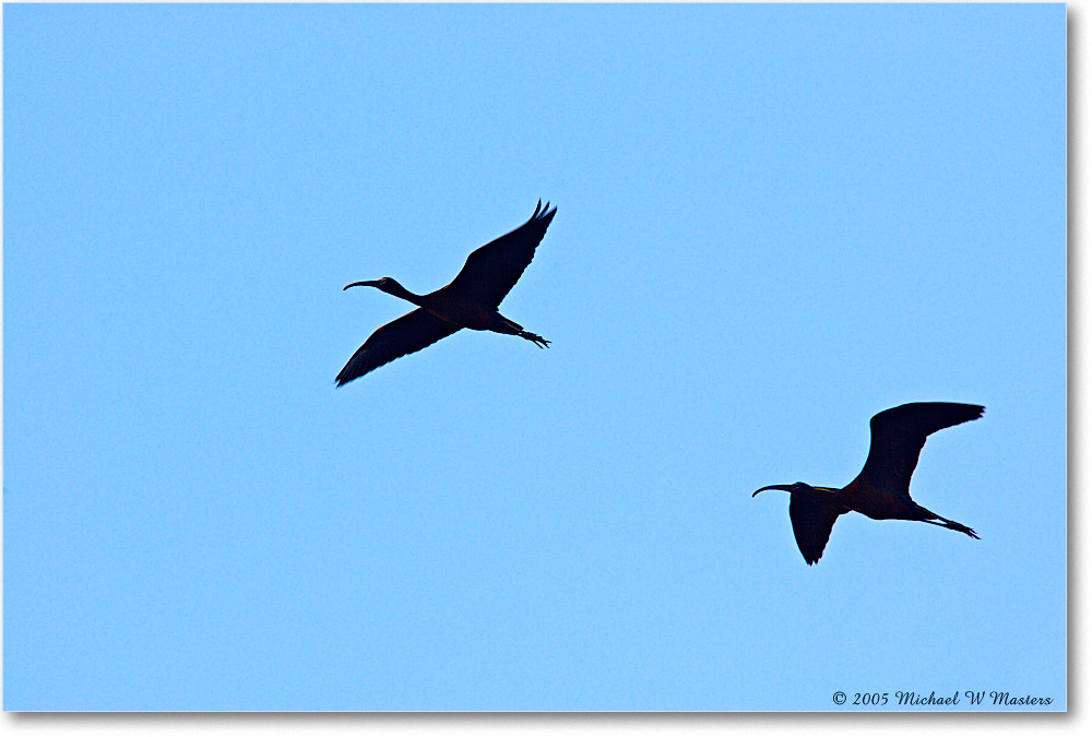 GlossyIbis_ChincoNWR-WLL_2005May_Y2F4444 copy