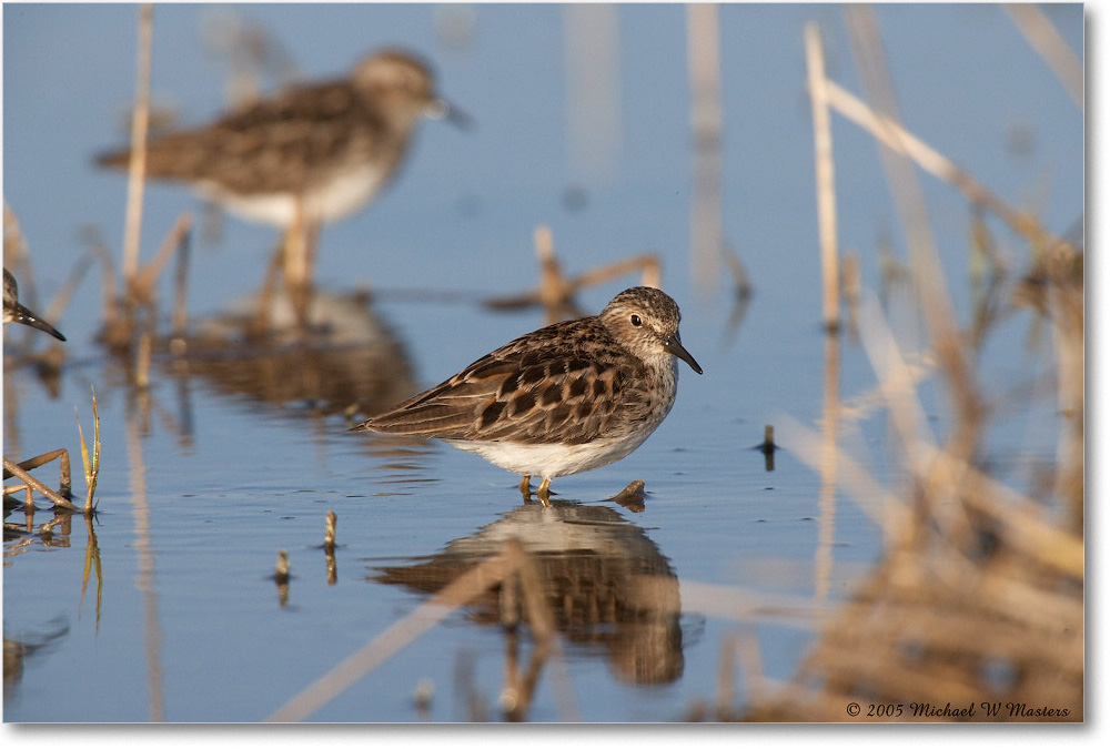 LeastSandpiper_Assateague_2005May_E0K2995 copy