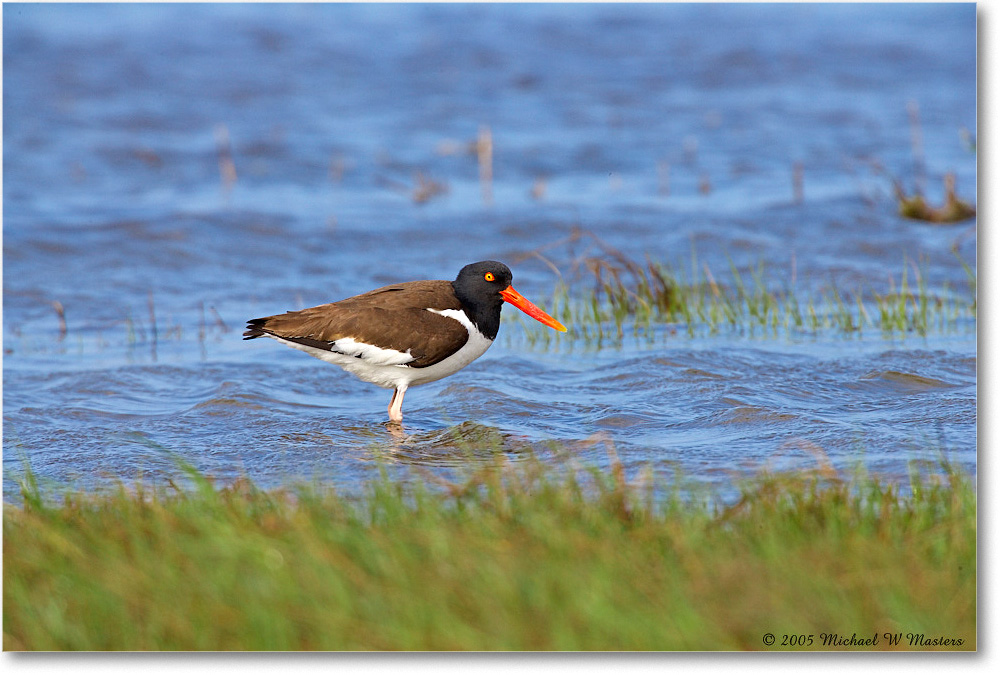 Oystercatcher_Assateague_2005May_E0K2769 copy