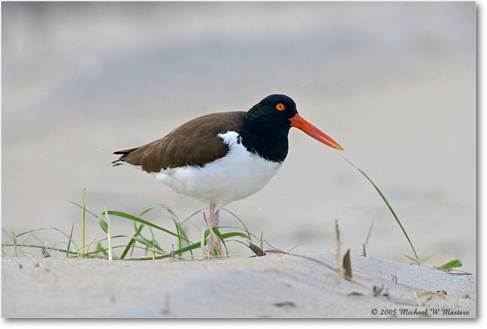 Oystercatcher_Assateague_2005May_E0K2914 copy