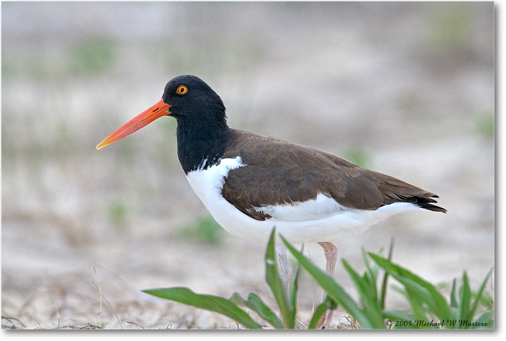 Oystercatcher_Assateague_2005May_E0K2929 copy