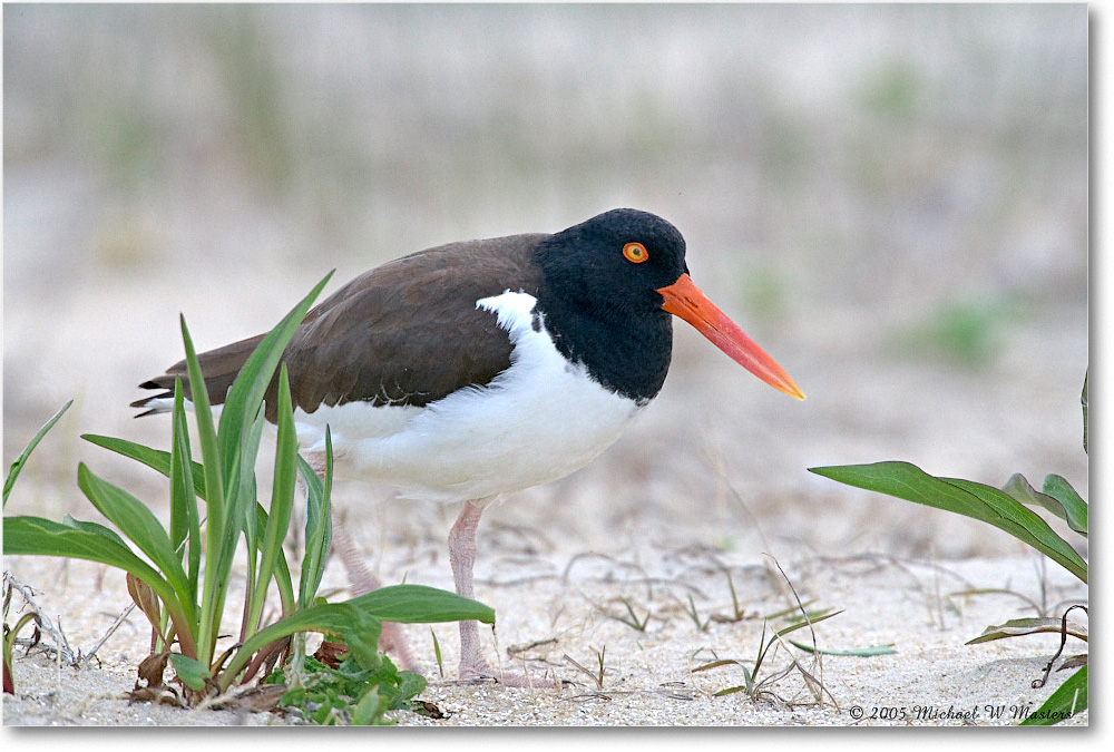 Oystercatcher_Assateague_2005May_E0K2941 copy