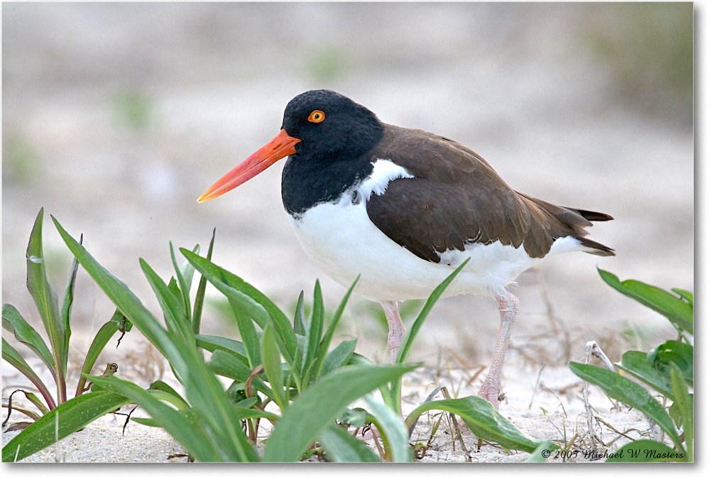 Oystercatcher_Assateague_2005May_E0K2945 copy