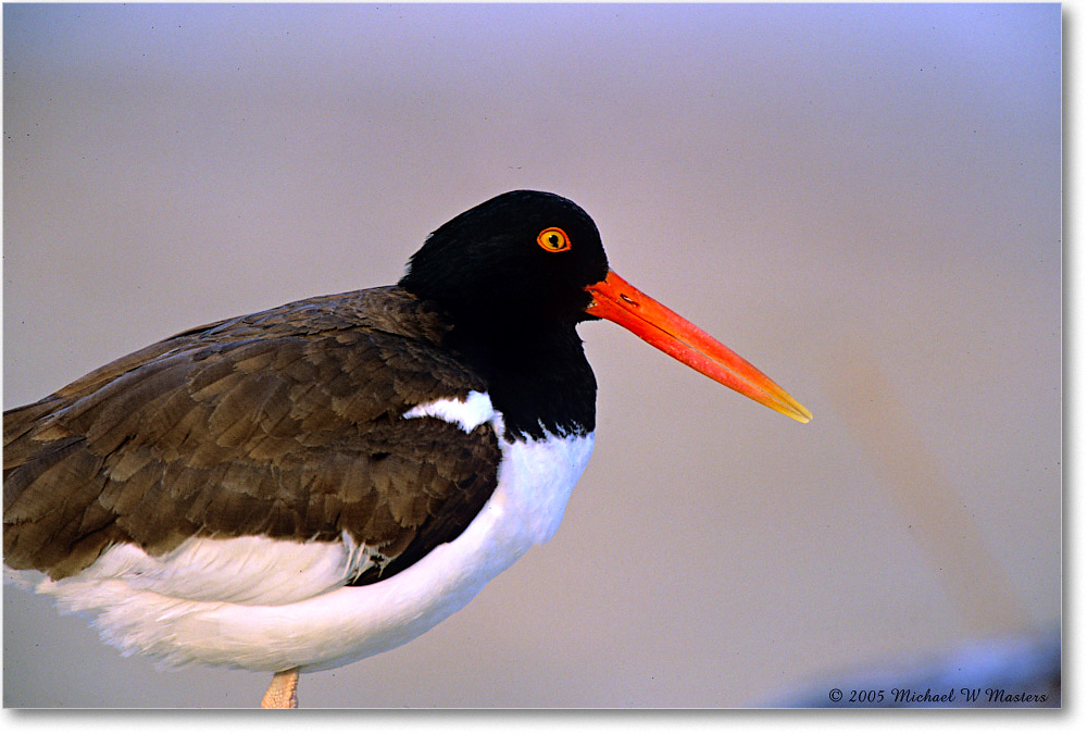 Oystercatcher_ChincoNWR_2005May_F02 copy