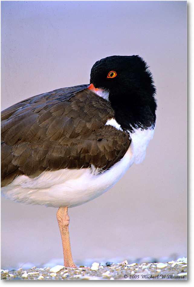 Oystercatcher_ChincoNWR_2005May_F18 copy