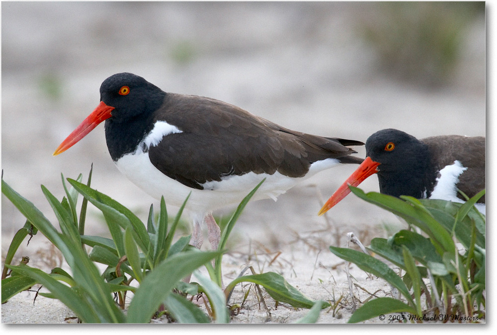 Oystercatchers_Assateague_2005May_E0K2943 copy