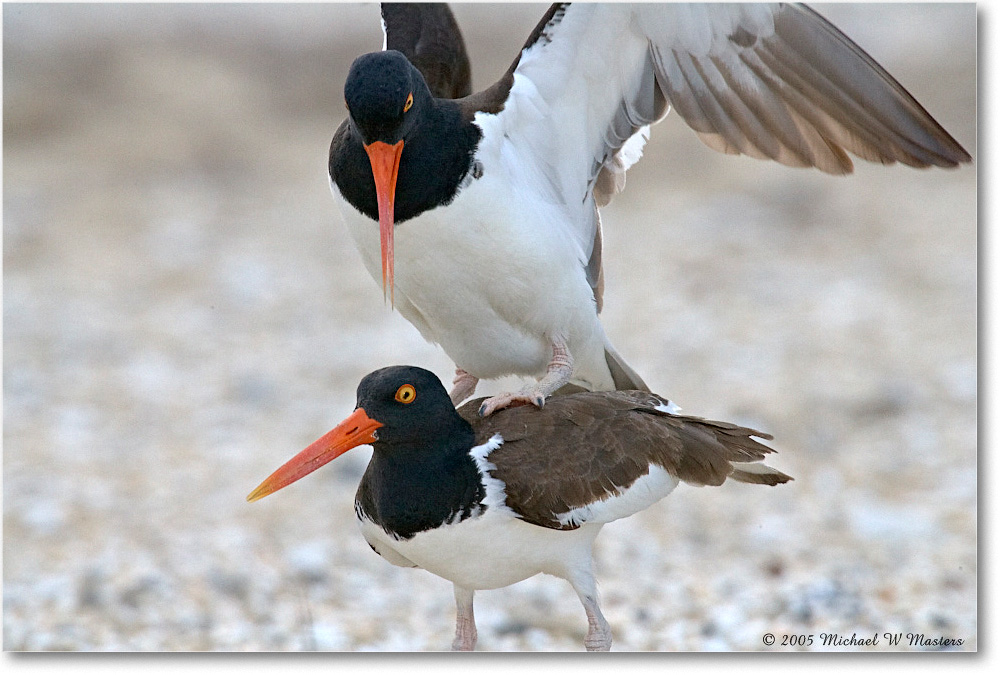 Oystercatchers_Assateague_2005May_E0K2949 copy