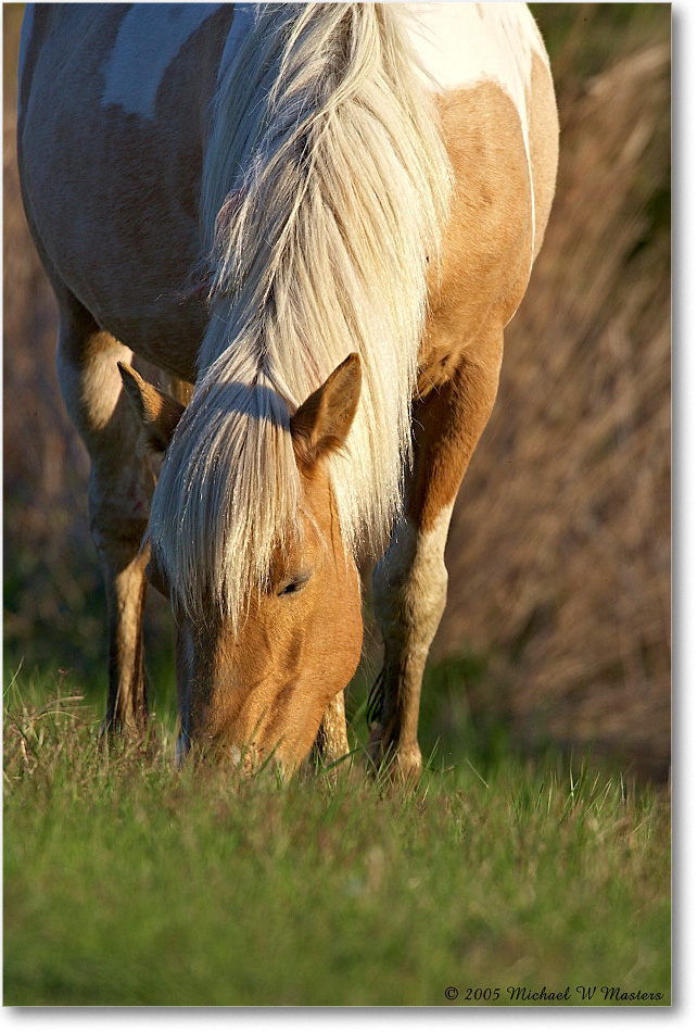 Pony_ChincoNWR_2005May_E0K3482 copy