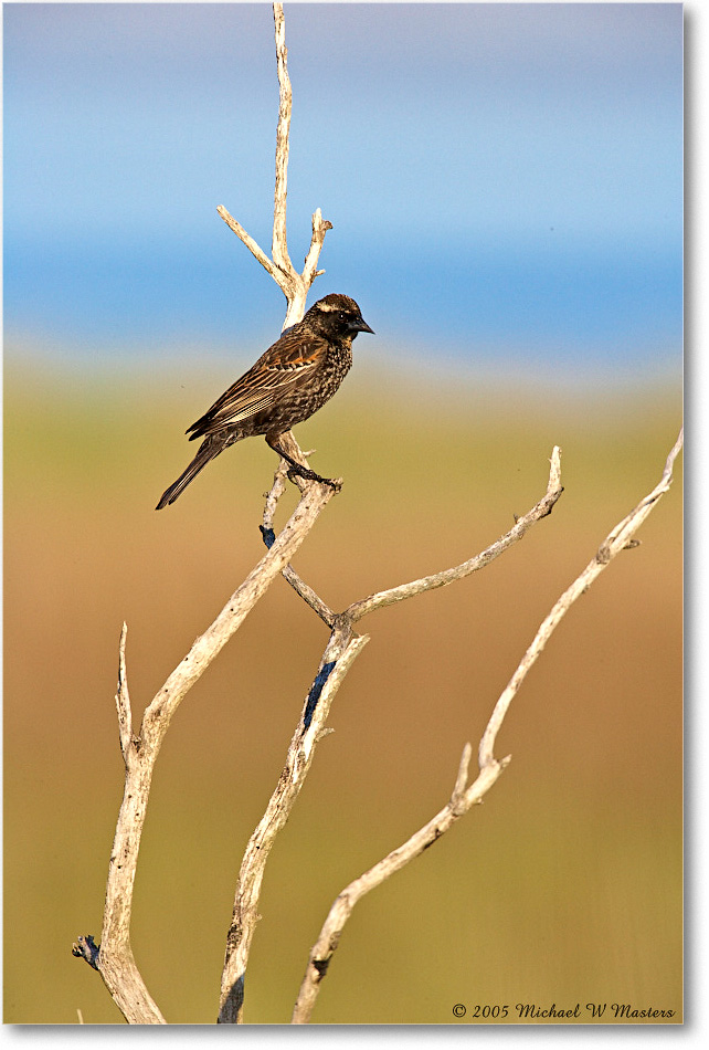 RedWingBlackbirdFemale_Assateague_2005May_E0K3217 copy