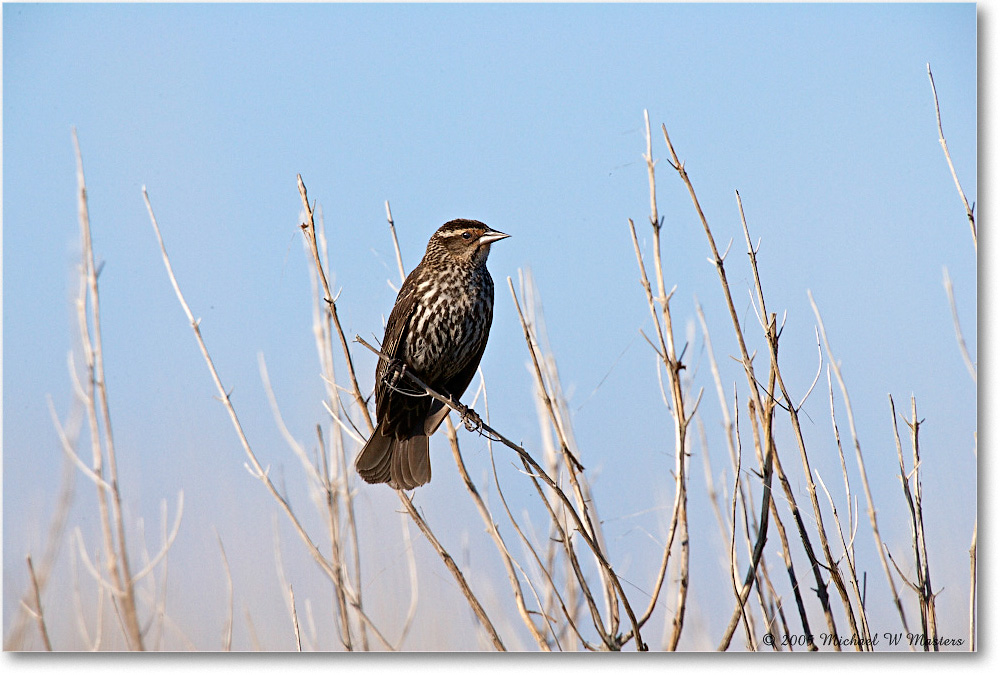 RedWingBlackbirdFemale_Assateague_2005May_E0K3312 copy