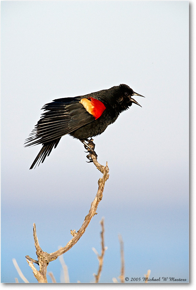 RedWingBlackbird_Assateague_2005May_E0K3188 copy