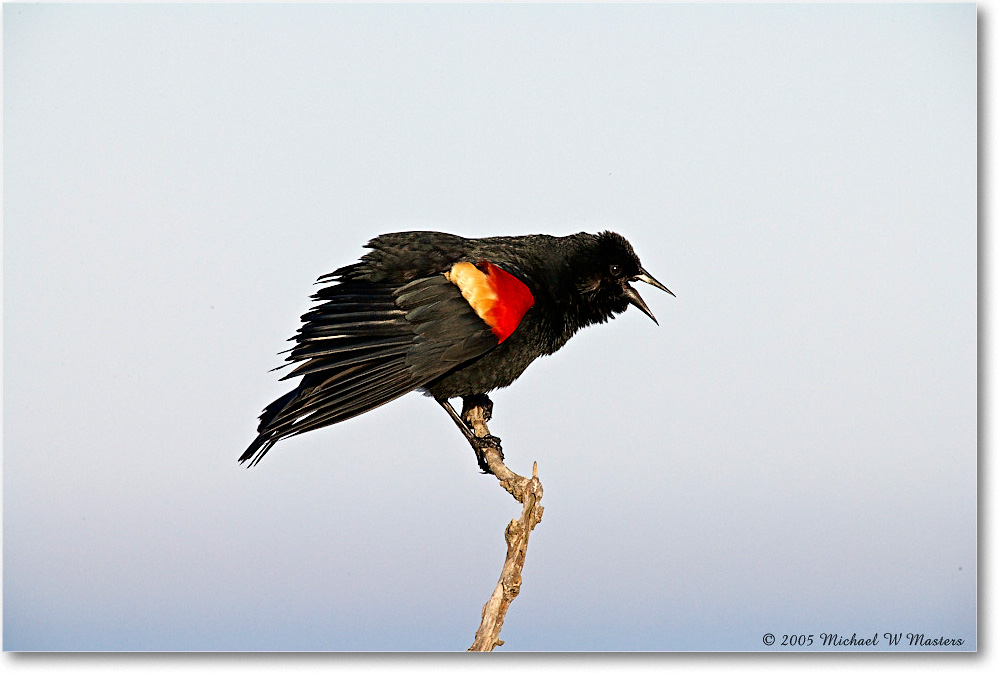 RedWingBlackbird_Assateague_2005May_E0K3194 copy