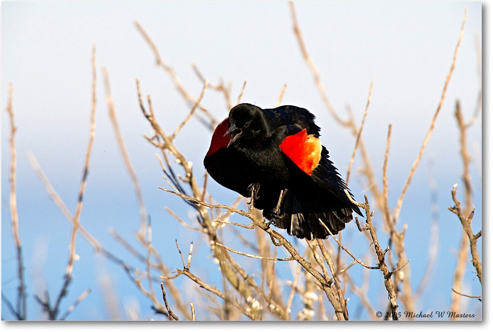 RedWingBlackbird_Assateague_2005May_E0K3196 copy