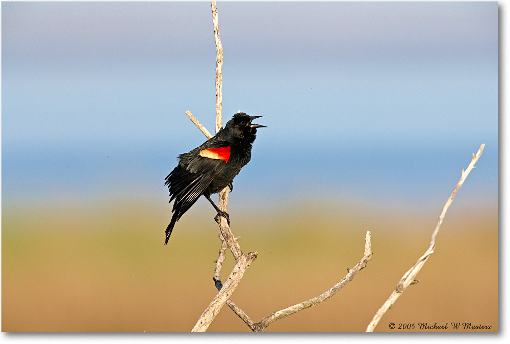 RedWingBlackbird_Assateague_2005May_E0K3221 copy