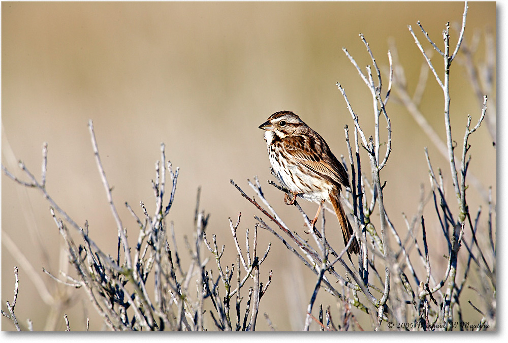 SongSparrow_Assateague_2005May_E0K3257 copy