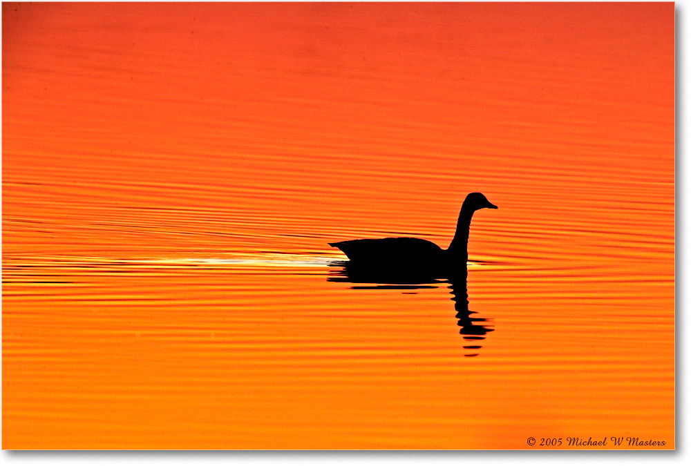 SunriseSilhouettes_ChincoNWR-SC_2005May_E0K3059 copy