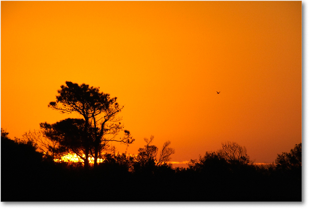 SunriseSilhouettes_ChincoNWR-SC_2005May_E0K3068 copy