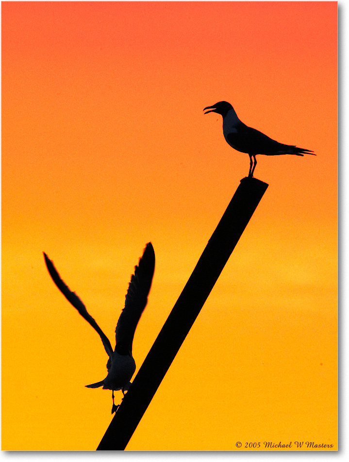 SunriseSilhouettes_ChincoNWR-SC_2005May_E0K3081 copy