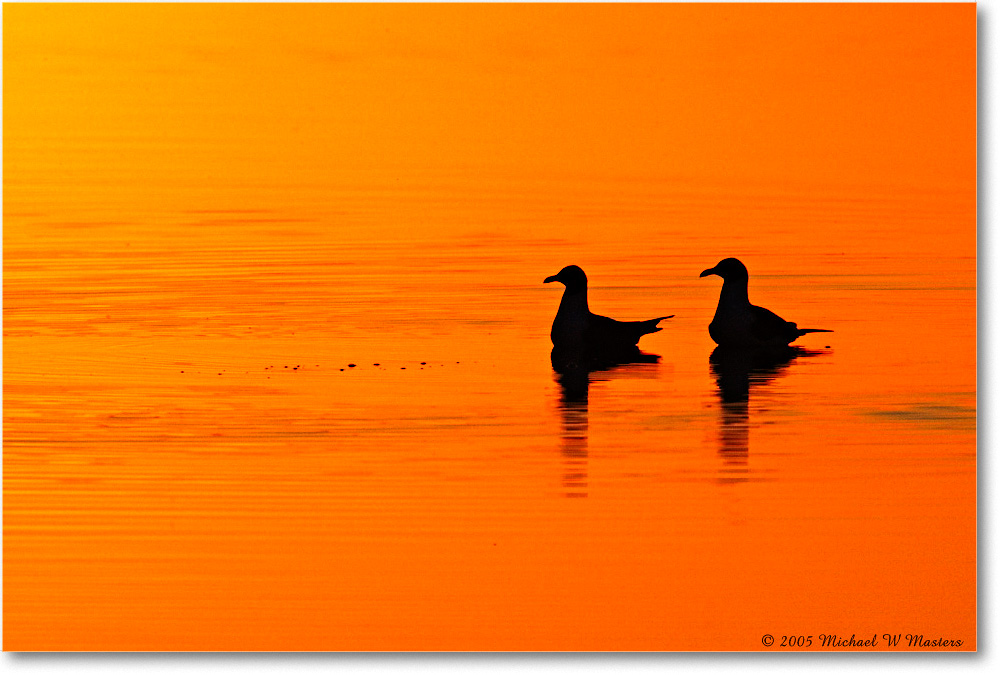 SunriseSilhouettes_ChincoNWR-SC_2005May_E0K3104 copy