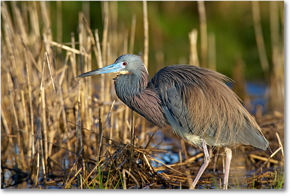 TricolorHeron_Assateague_2005May_E0K3493 copy