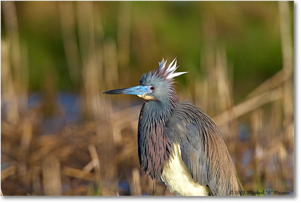 TricolorHeron_Assateague_2005May_E0K3502 copy