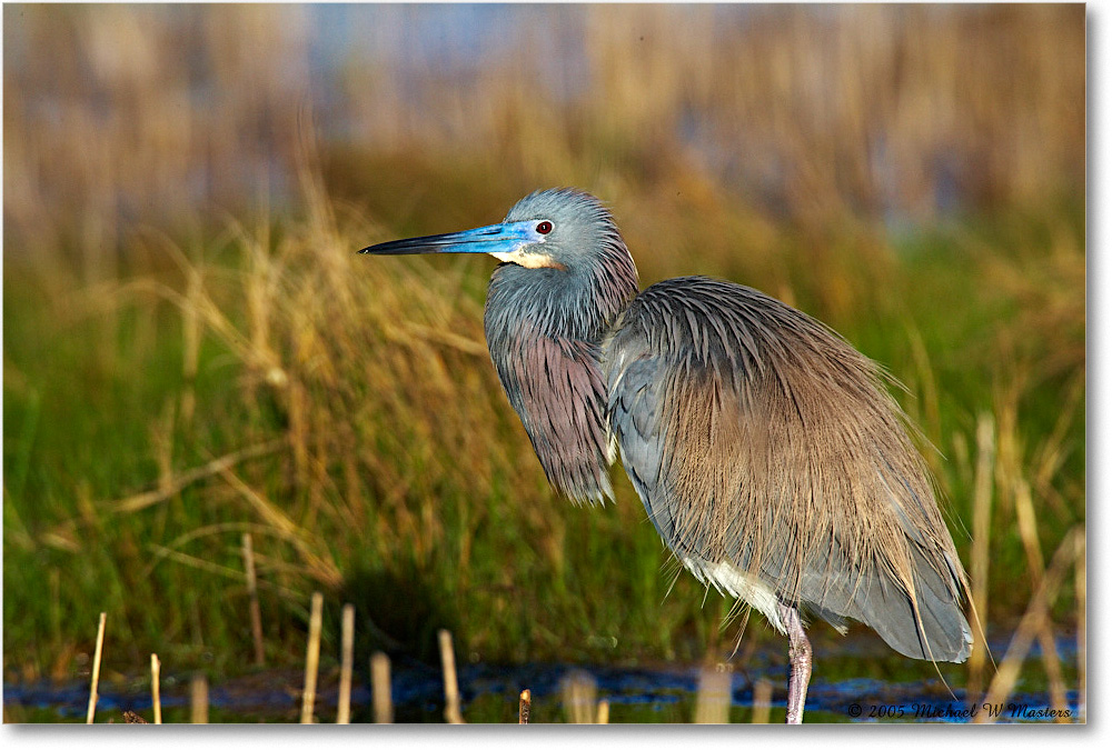 TricolorHeron_Assateague_2005May_E0K3524 copy