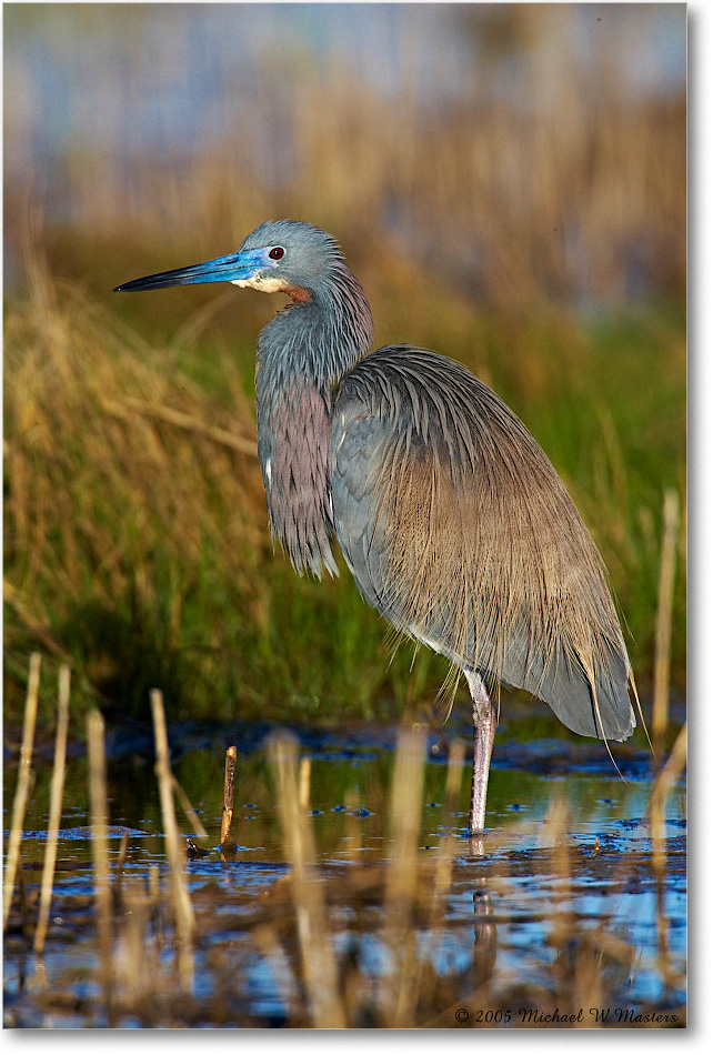 TricolorHeron_Assateague_2005May_E0K3534 copy