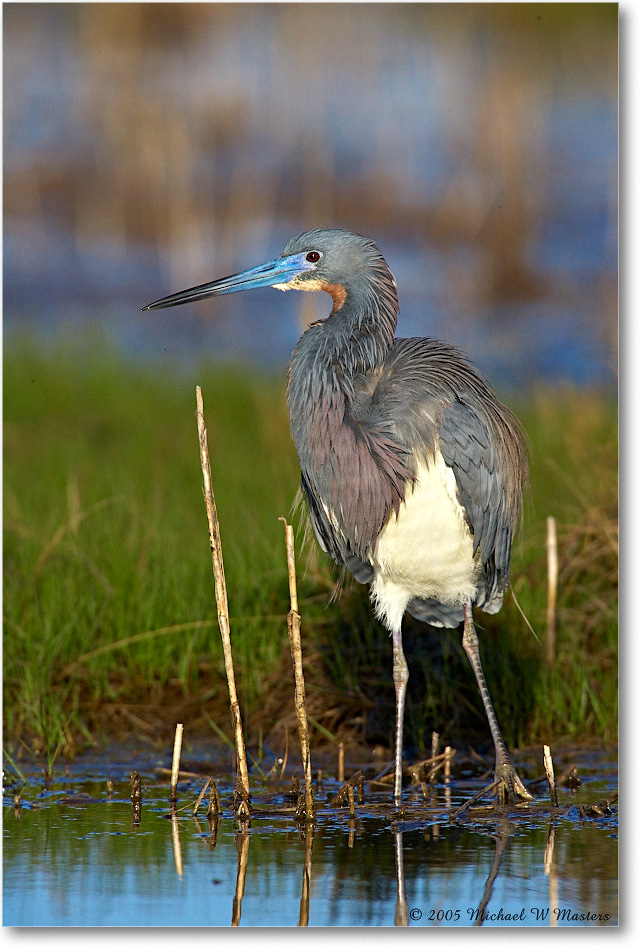 TricolorHeron_Assateague_2005May_E0K3561 copy